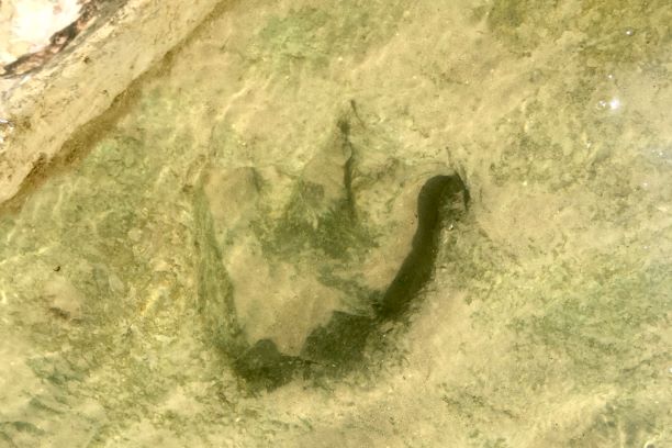 Dinosaur Tracks Dinosaur Valley State Park Texas Trips and Hidden Gems in Dallas