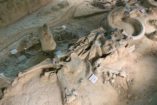 Mammoth Fossil Waco Texas