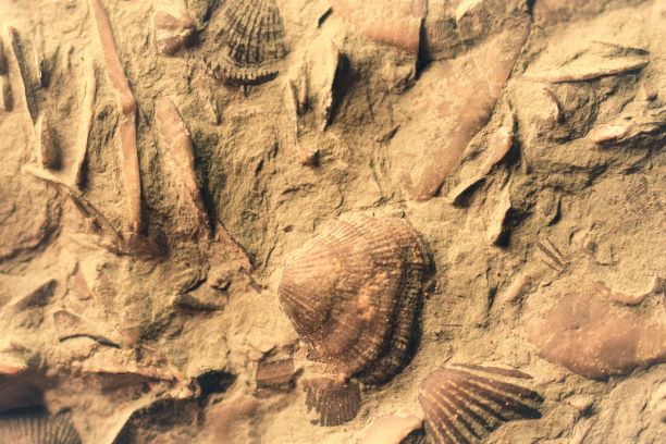 Hidden gems in Dallas: Mineral Wells Fossil Park