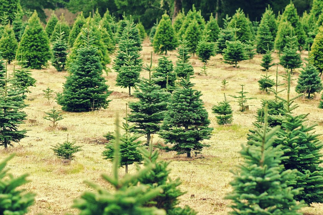 Cut your own Christmas tree Dallas