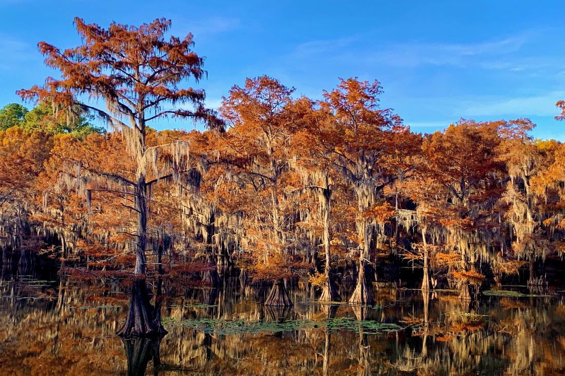 Caddo Lake - Texas Fall Travel