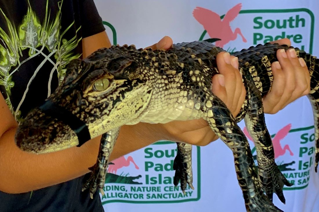 South Padre Island, Texas - Family-Friendly Vacations