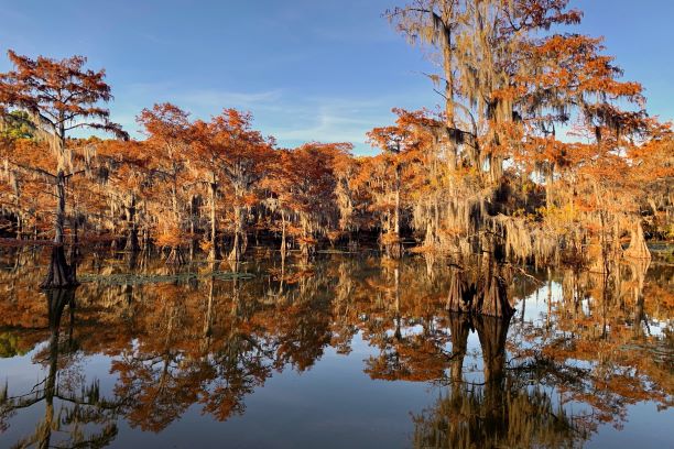 Caddo Lake State Park weekend trips from Dallas 8