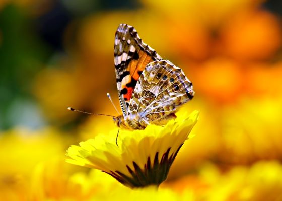 Spring Travel Ideas Texas Dallas Wanderer