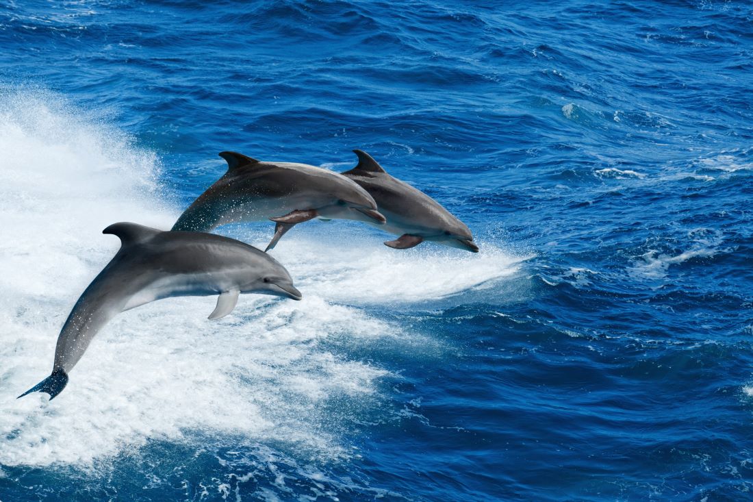 Alabama Orange Beach Dolphin Tour Summer Trips from Dallas