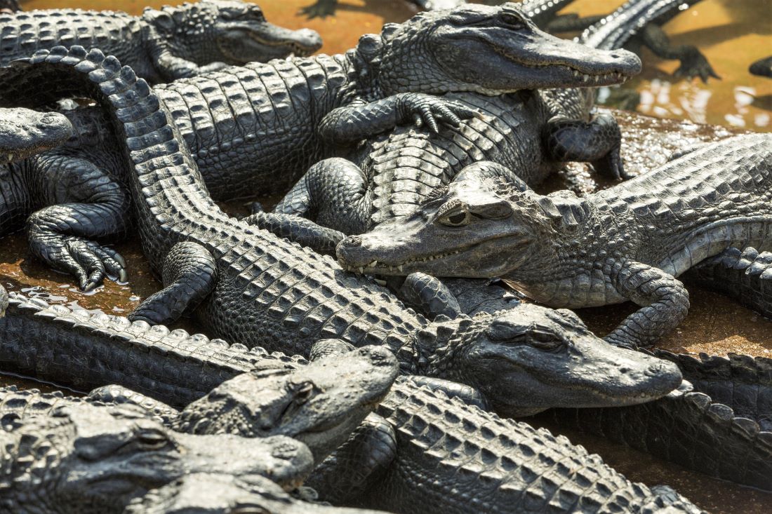 Alligator Alley Alabama Gulf Shores Summer Vacation from Dallas