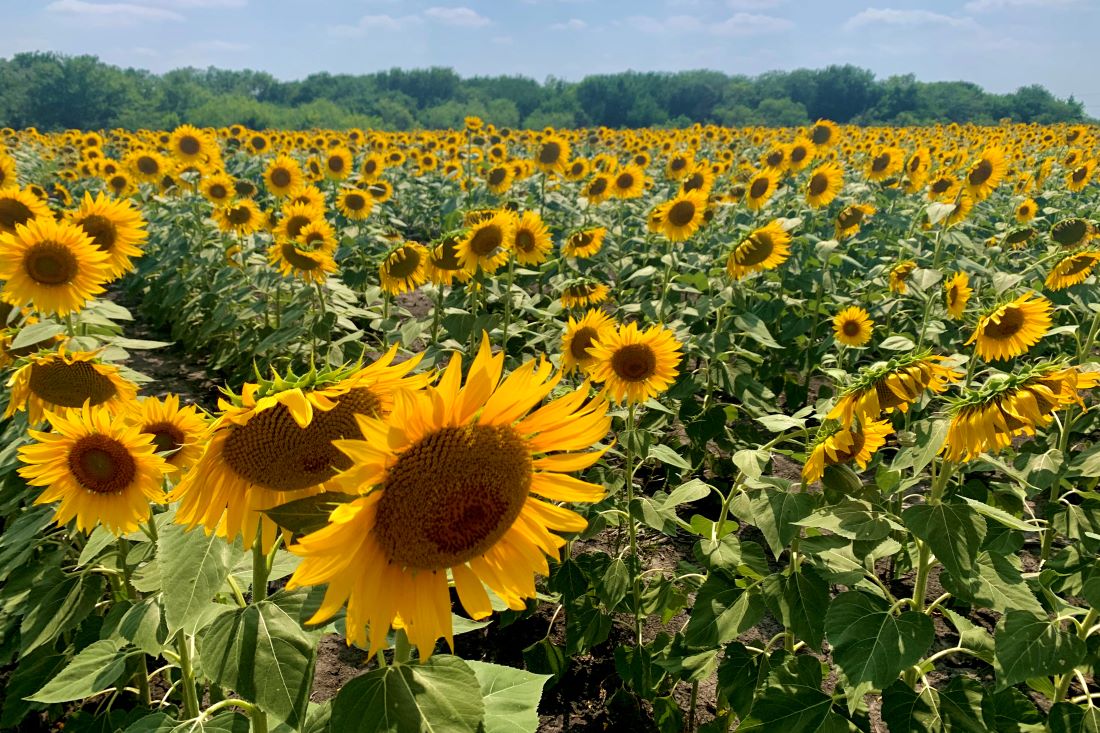 Day trip from Dallas to Ennis, Texas