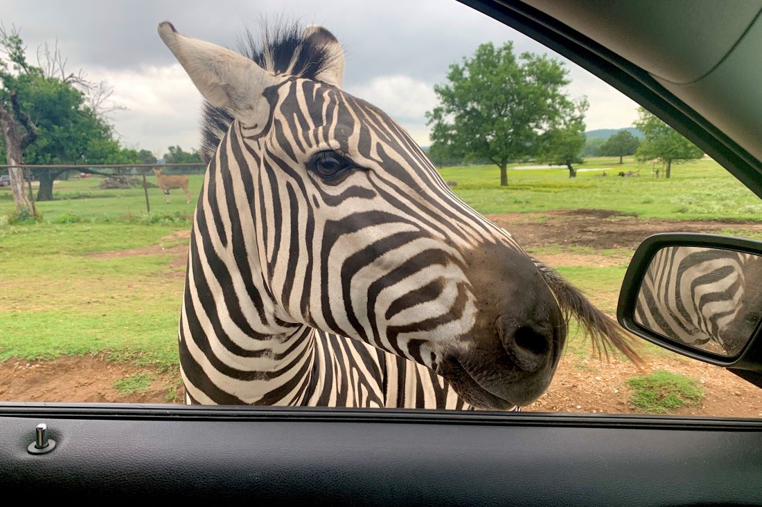 Arbuckle Wilderness Zoo Safari in Davis, Oklahoma.