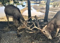 Best Weekend Getaways from Dallas - Davis, Oklahoma - Arbuckle Wilderness Park