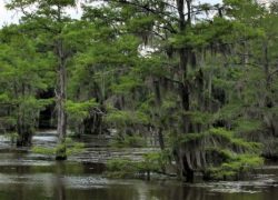 Best Weekend Getaways from Dallas - Jefferson - Caddo Lake
