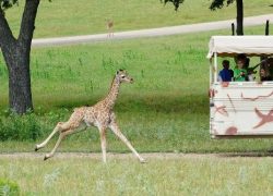 Best Weekend Getaways from Dallas - Glen Rose - Fossil Rim