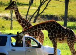 Best Weekend Getaways from Dallas - Glen Rose - Fossil Rim