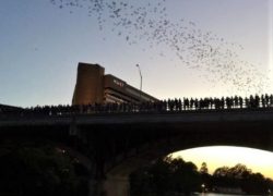 Best Weekend Getaways from Dallas - Austin - Bat Watching