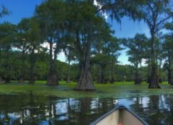 Best Weekend Getaways from Dallas - Jefferson - Caddo Lake Canoeing